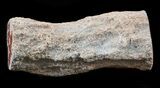 Polished Petrified Wood Limb - Madagascar #59639-1